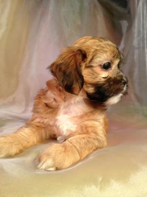 The Top Dog Breeders in Iowa are Now Showing the Latest Litter of Teddy Bear Puppies for Sale. Lachon Teddy Bears are a Mix Breed of Lhasa and Bichon. These Dogs are Ready Oct. 5th 2014